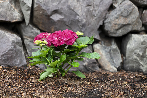Vibrant pink flower hydrangea in home flowerbed with rock retain Picture Board by Thomas Baker