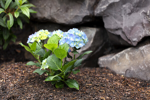 Hydrangea shrub flower turning blue color with rock retaining wa Picture Board by Thomas Baker
