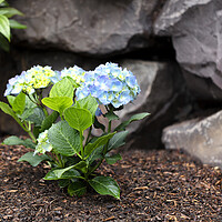 Buy canvas prints of Hydrangea shrub flower turning blue color with rock retaining wa by Thomas Baker