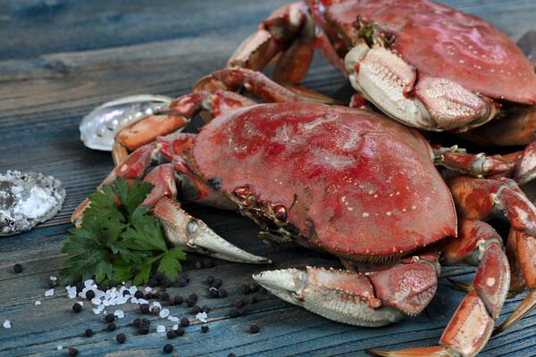 Freshly cooked crab with ingredients in close up view for seafoo Picture Board by Thomas Baker