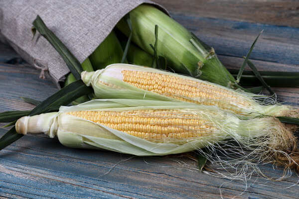 Freshly picked sweet corn spilling out of burlap bag onto blue v Picture Board by Thomas Baker