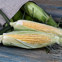 Buy canvas prints of Freshly picked sweet corn spilling out of burlap bag onto blue v by Thomas Baker