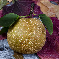 Buy canvas prints of Ripe organic pear fruit during the autumn season by Thomas Baker