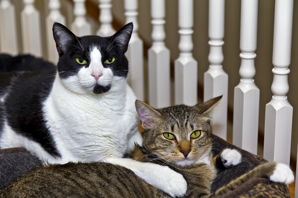 Two cats being relaxed at home  Picture Board by Thomas Baker