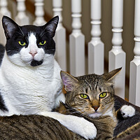 Buy canvas prints of Two cats being relaxed at home  by Thomas Baker