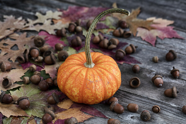 Real whole pumpkin plus acorns and foliage leaves on wood Picture Board by Thomas Baker