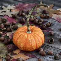 Buy canvas prints of Real whole pumpkin plus acorns and foliage leaves on wood by Thomas Baker