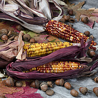 Buy canvas prints of Real corn plus acorns and foliage leaves on weathered wood by Thomas Baker