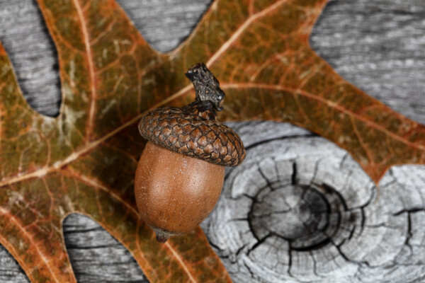 Closeup an acorn with leaf and aged wooden planks in background  Picture Board by Thomas Baker