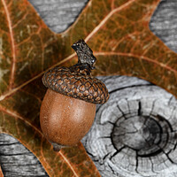 Buy canvas prints of Closeup an acorn with leaf and aged wooden planks in background  by Thomas Baker
