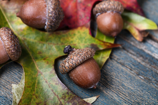 Closeup an acorn with leaf and blue aged wooden planks in backgr Picture Board by Thomas Baker