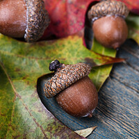 Buy canvas prints of Closeup an acorn with leaf and blue aged wooden planks in backgr by Thomas Baker