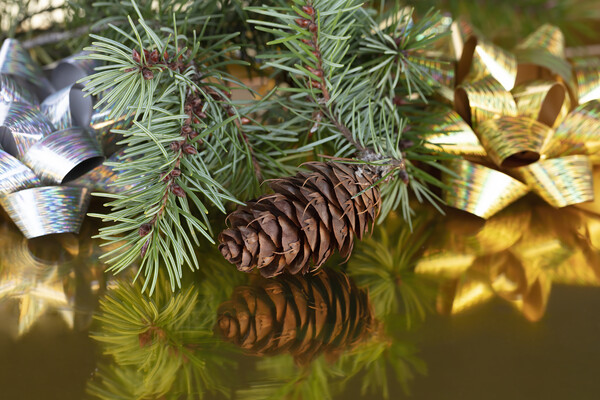 Close up view of a pinecone with fir branches  Picture Board by Thomas Baker
