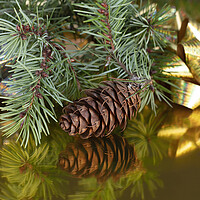 Buy canvas prints of Close up view of a pinecone with fir branches  by Thomas Baker