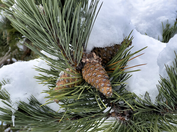Snow covered outdoor Christmas tree with hanging pine cones  Picture Board by Thomas Baker