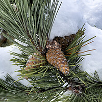 Buy canvas prints of Snow covered outdoor Christmas tree with hanging pine cones  by Thomas Baker