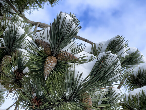 Snow covered outdoor tree with pine cones and blue sky Picture Board by Thomas Baker