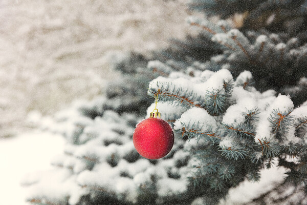 Red ball ornament on outdoor blue spruce tree during snow storm Picture Board by Thomas Baker