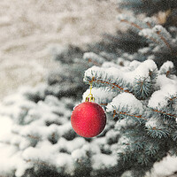Buy canvas prints of Red ball ornament on outdoor blue spruce tree during snow storm by Thomas Baker