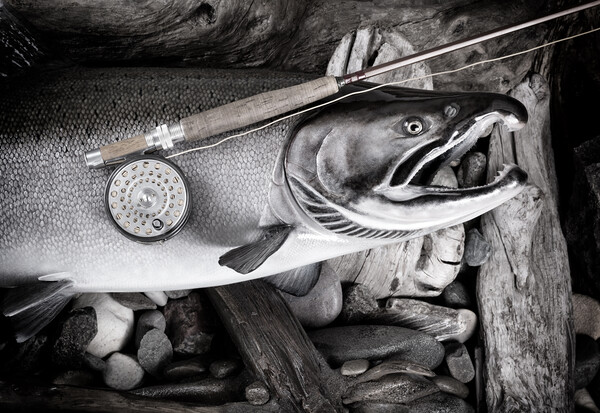 Vintage fly fishing equipment on large salmon in riverbed settin Picture Board by Thomas Baker
