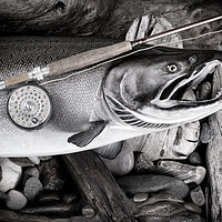 Buy canvas prints of Vintage fly fishing equipment on large salmon in riverbed settin by Thomas Baker