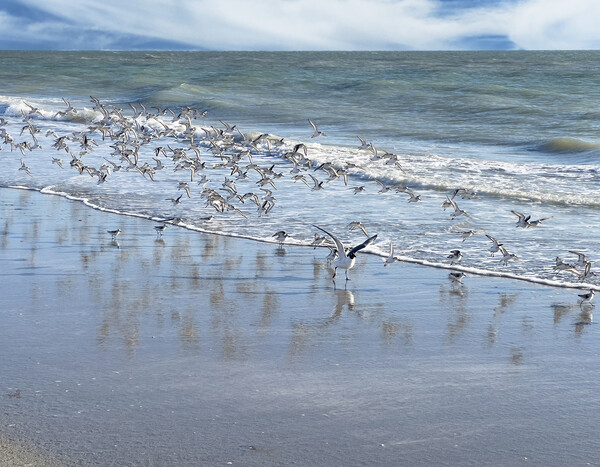 Flock of sea birds with largest bird leading on the ocean Picture Board by Thomas Baker