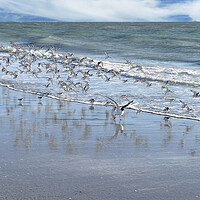 Buy canvas prints of Flock of sea birds with largest bird leading on the ocean by Thomas Baker