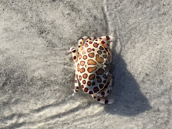 Calico box crab or Leopard Crab Picture Board by Thomas Baker