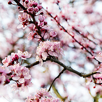 Buy canvas prints of Cherry blossom during springtime  by Thomas Baker