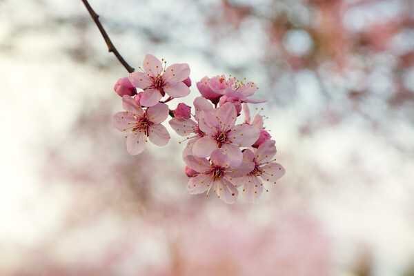 single branch of cherry blossom in spring time Picture Board by Thomas Baker