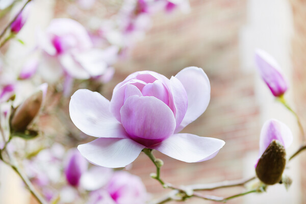 Blooming large magnolia pink flower during springtime  Picture Board by Thomas Baker