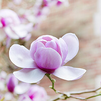 Buy canvas prints of Blooming large magnolia pink flower during springtime  by Thomas Baker