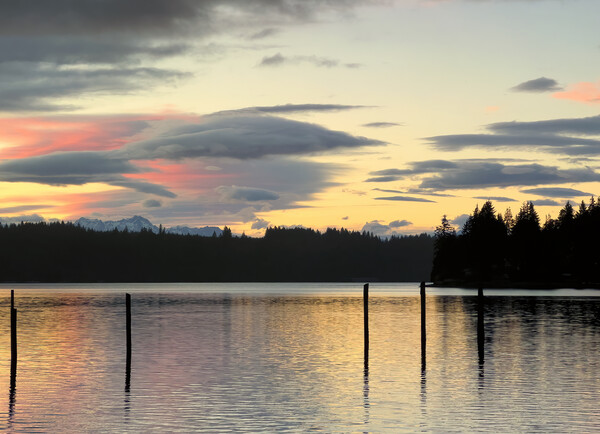 Puget Sound sunset with lovely pink and golden clouds including  Picture Board by Thomas Baker