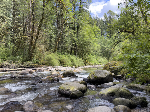 Small rocky river flowing through the Olympic Forest of Washingt Picture Board by Thomas Baker
