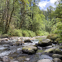Buy canvas prints of Small rocky river flowing through the Olympic Forest of Washingt by Thomas Baker