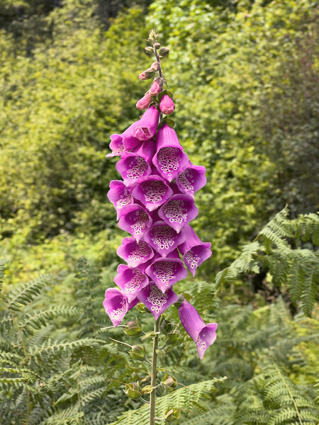 Blooming digitalis or foxglove flower in the open field surround Picture Board by Thomas Baker