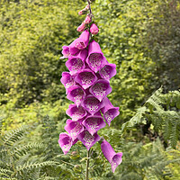 Buy canvas prints of Blooming digitalis or foxglove flower in the open field surround by Thomas Baker