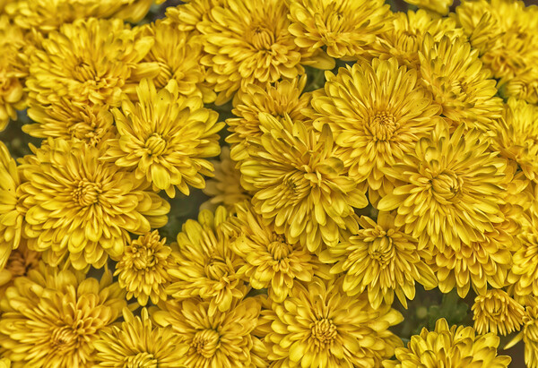 Detailed yellow daisy flowers in filled frame format Picture Board by Thomas Baker