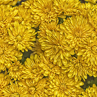 Buy canvas prints of Detailed yellow daisy flowers in filled frame format by Thomas Baker