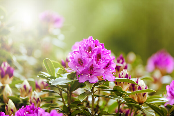 Blooming Rhododendron flowers during bright daylight  Picture Board by Thomas Baker