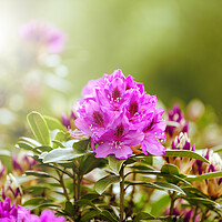 Buy canvas prints of Blooming Rhododendron flowers during bright daylight  by Thomas Baker