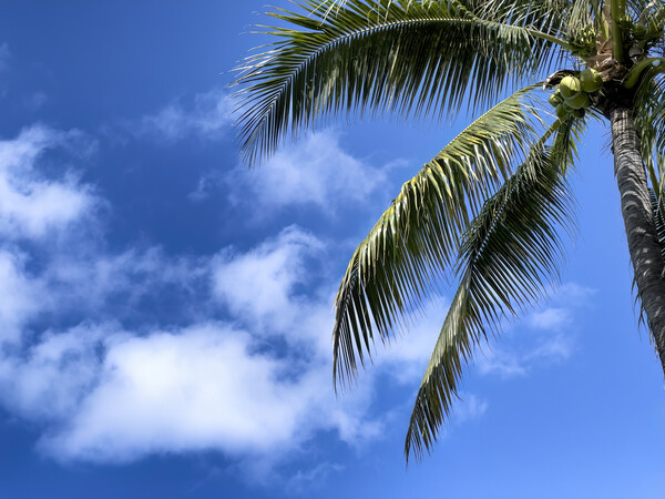 Palm tree with blue sky and clouds for a tropical travel backgro Picture Board by Thomas Baker