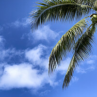 Buy canvas prints of Palm tree with blue sky and clouds for a tropical travel backgro by Thomas Baker