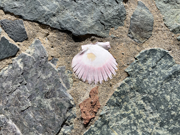 Seashell embedded in rock and sand  Picture Board by Thomas Baker