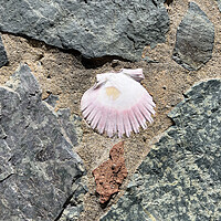 Buy canvas prints of Seashell embedded in rock and sand  by Thomas Baker