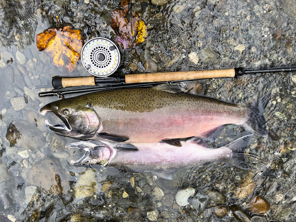 Pacific Northwest wild silver coho salmon next to fly reel and r Picture Board by Thomas Baker
