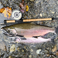 Buy canvas prints of Pacific Northwest wild silver coho salmon next to fly reel and r by Thomas Baker