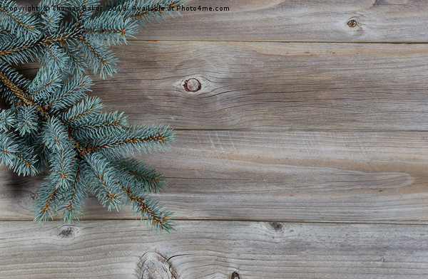 Blue Spruce Tree Branch on Rustic Wood  Picture Board by Thomas Baker