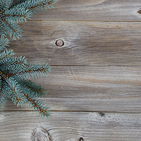 Buy canvas prints of Blue Spruce Tree Branch on Rustic Wood  by Thomas Baker