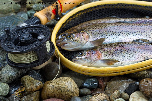 Fly Reel and pole with trout in net  Picture Board by Thomas Baker